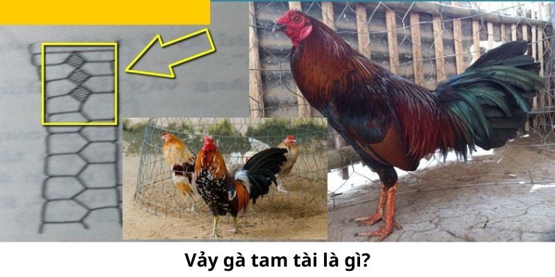 Vảy Gà Tam Tài Là Gì - Bí Ẩn Về Dấu Hiệu May Mắn Trên Chân Gà?